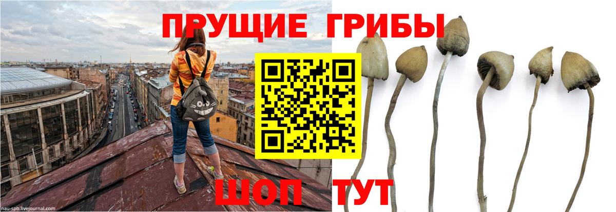 Псилоцибиновые грибы мицелий Щёлково
